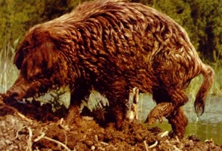  Un lanudo Puerco 